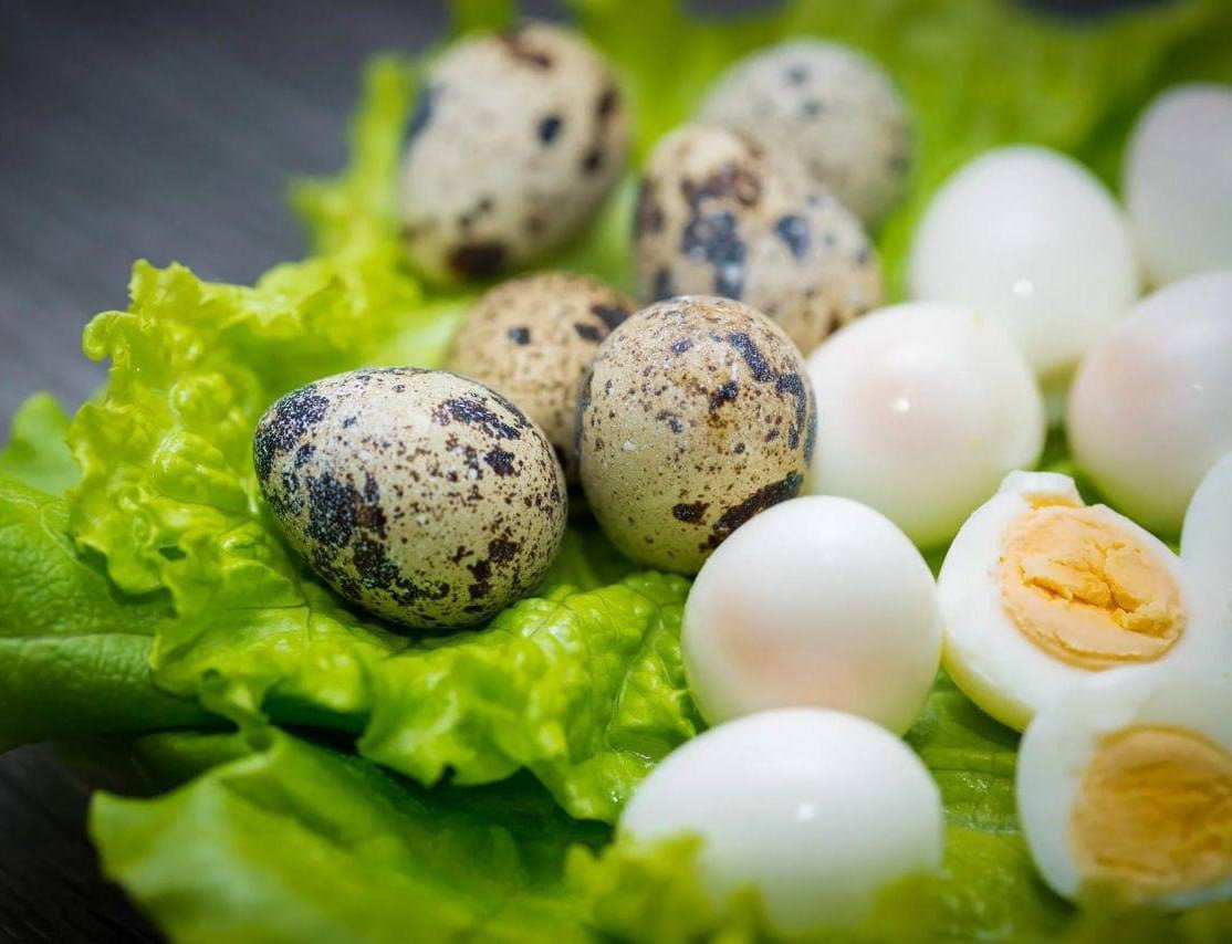 5 ciekawych faktów na temat jajek przepiórczych